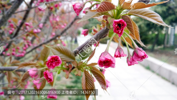櫻花