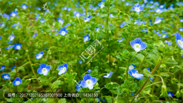 野花野草