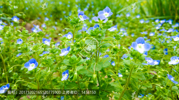 野花,春天