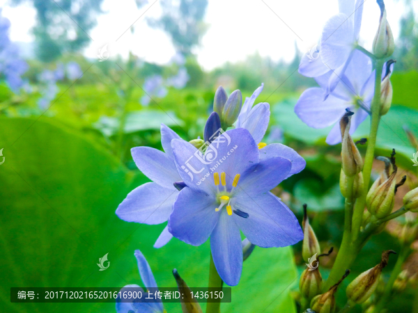水池花草