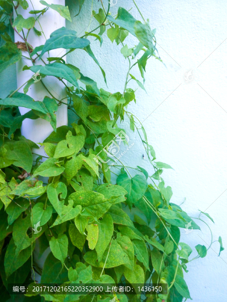 藤,綠色植物