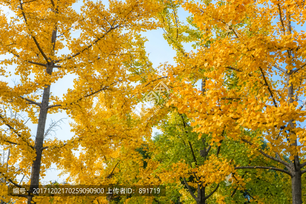 紅葉素材,陽光樹葉,秋天景色