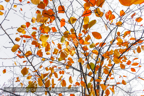 紅葉素材,陽(yáng)光樹(shù)葉,秋天景色