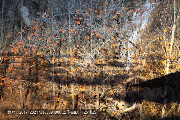風(fēng)景畫,柿子紅了