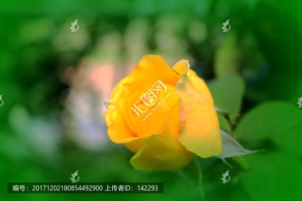 含苞待放