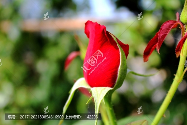 含苞待放