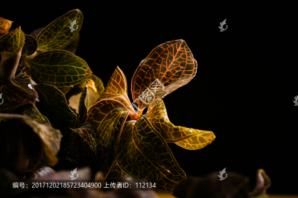 植物,金絲蓮,金線蓮,中草藥