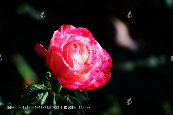 雨后月季