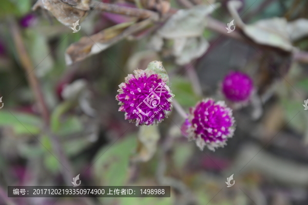 寒冬里的花