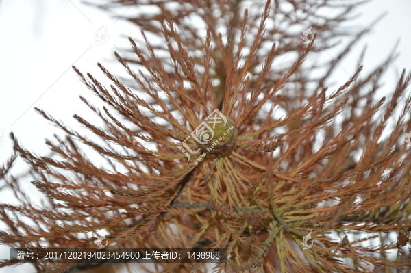 水杉樹