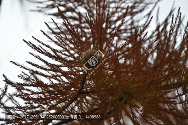 水杉樹