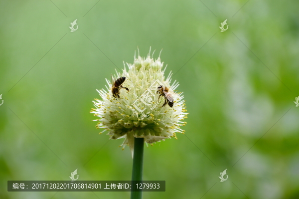 蜜蜂