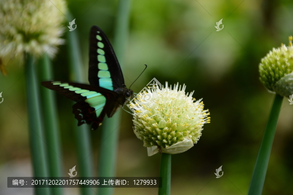 蝴蝶