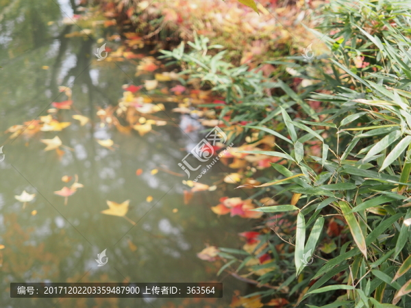 蘇州天平山秋色