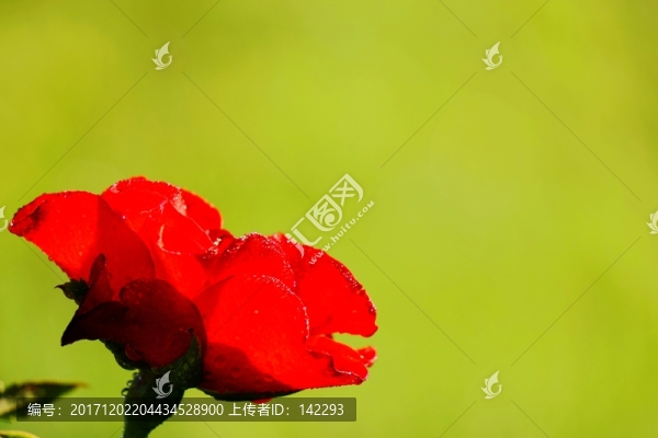 花透影