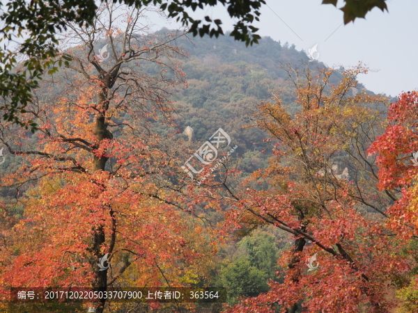 蘇州天平山秋色
