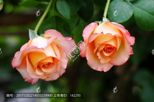 月季花