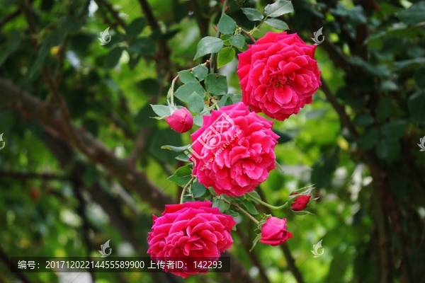 月季花