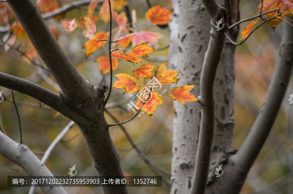 深秋