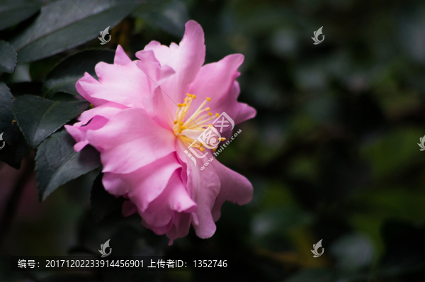 唯美紅花
