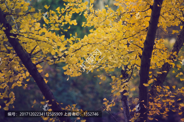 銀杏
