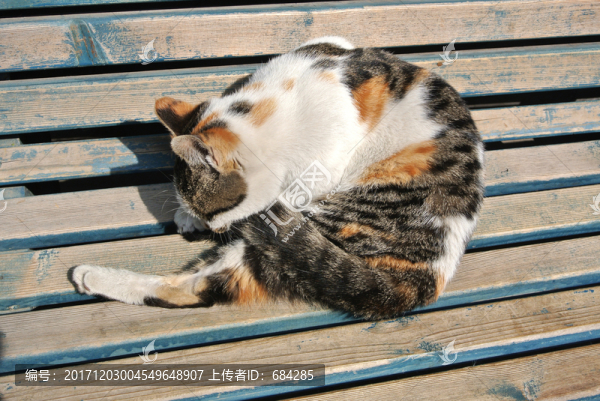 貓