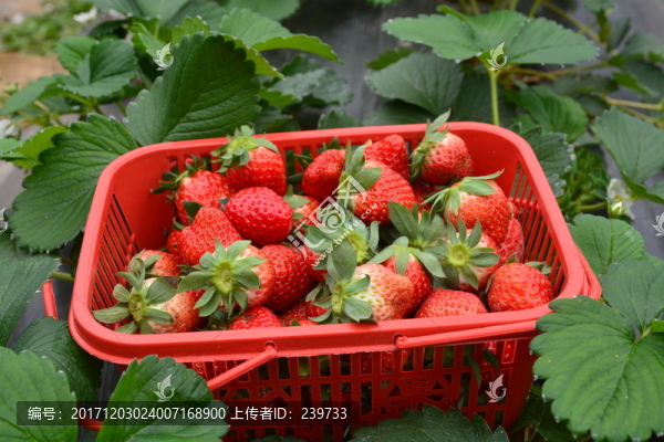 草莓
