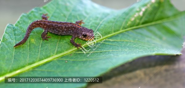 木頭支架