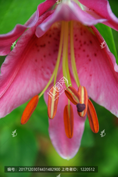 花園