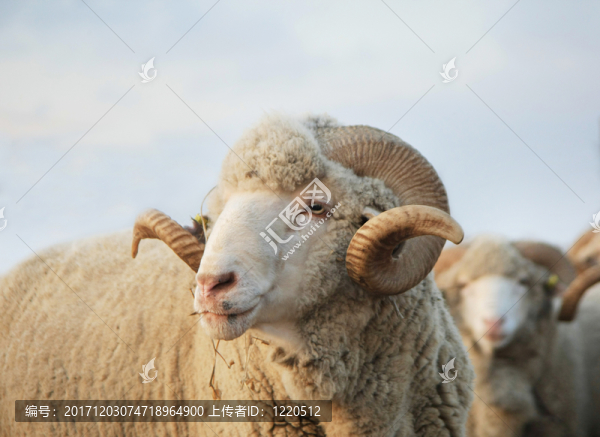 動物