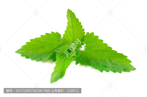食物