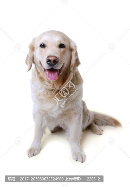 金毛獵犬