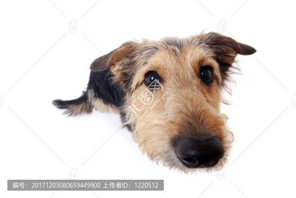 hundeportrait