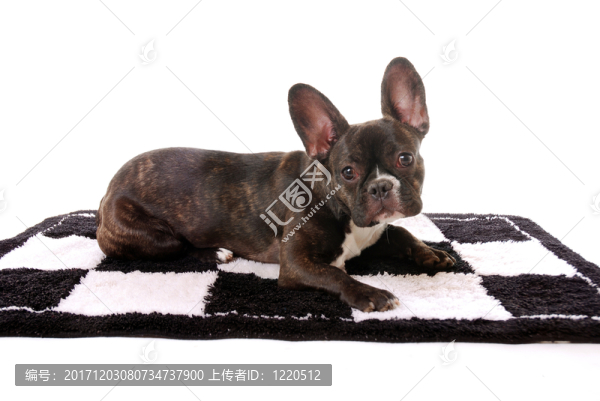法國斗牛犬