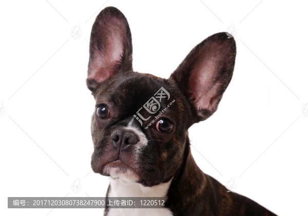 法國(guó)斗牛犬