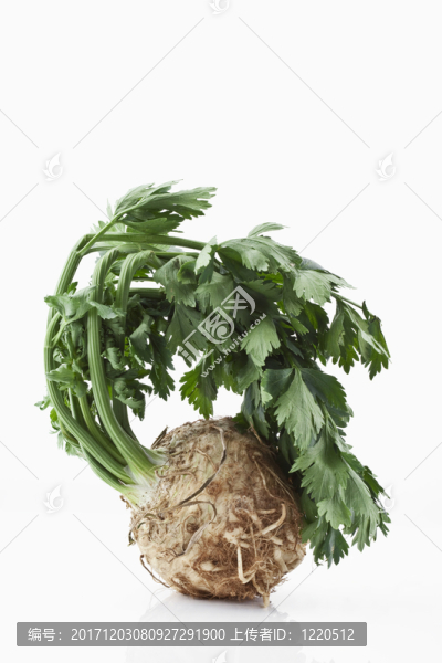 芹菜