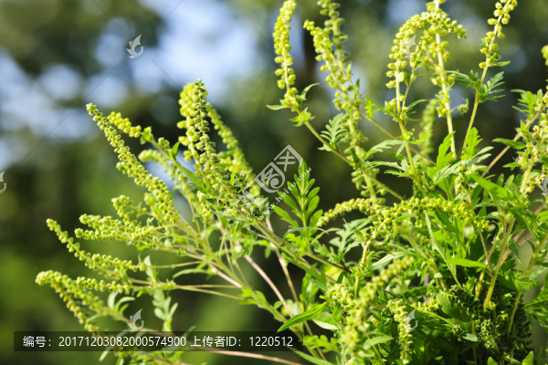 藍(lán)色