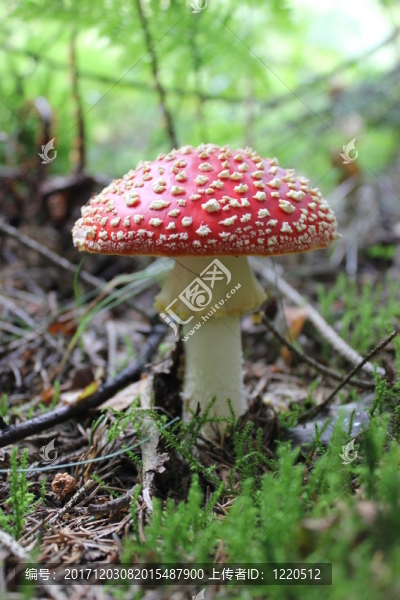 苔蘚