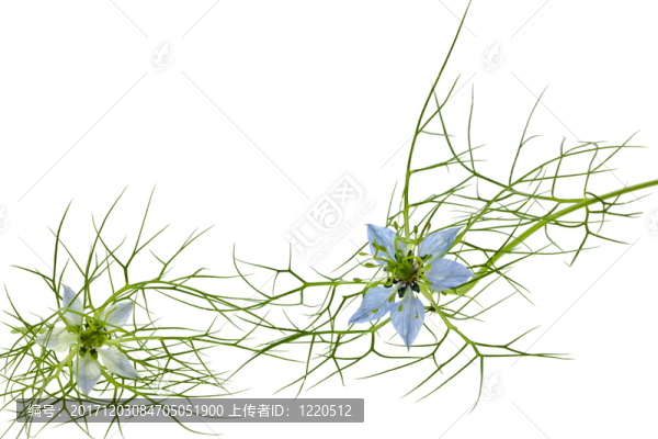 黑種草