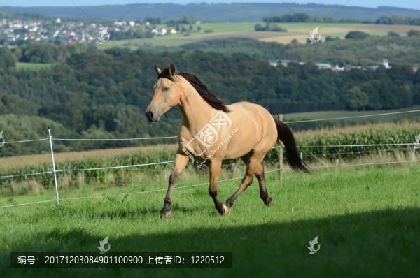 馬