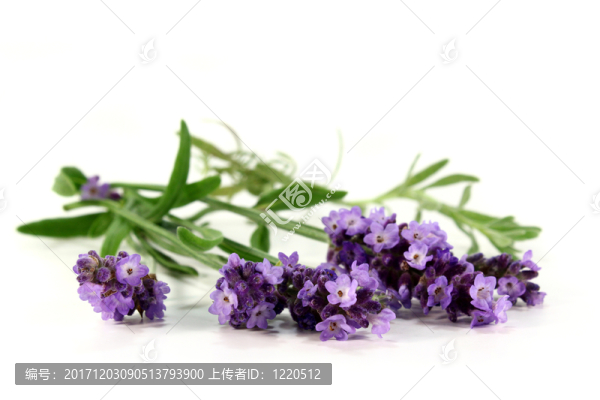 熏衣草