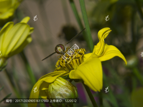 蚜蟲開花