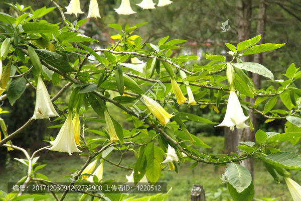花園