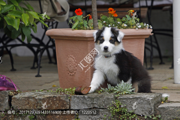 澳大利亞牧羊犬小狗