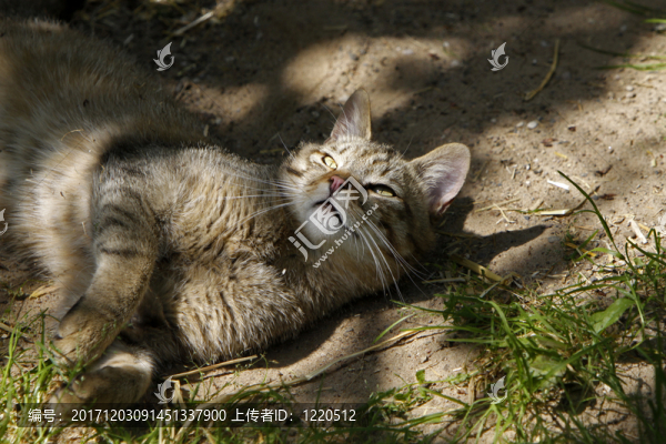 歐洲野貓