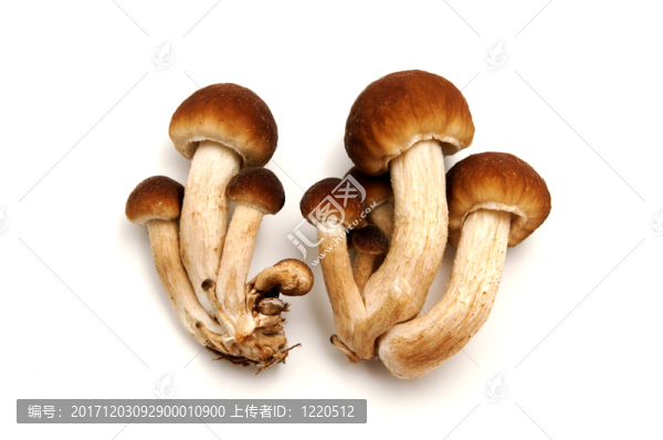靜物