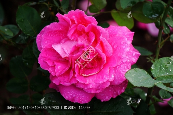月季花