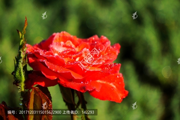 紅月季
