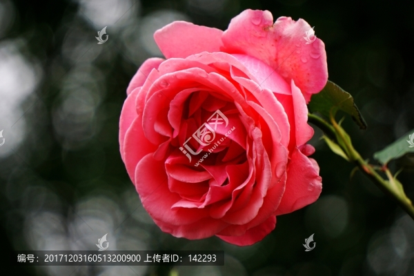 月季花