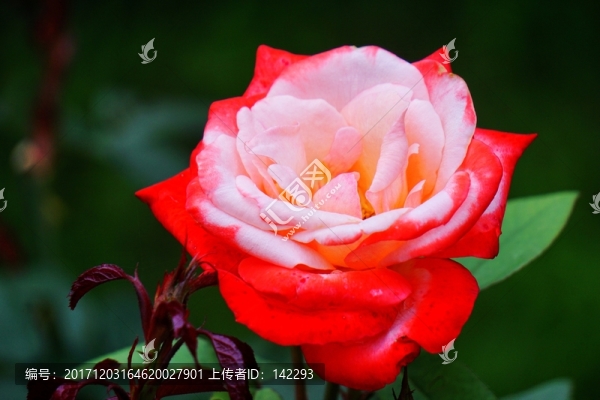月季花